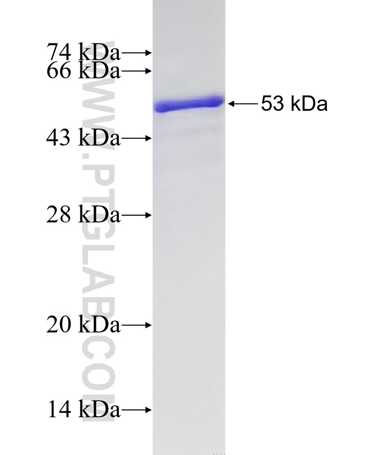 CRBN fusion protein Ag29353 SDS-PAGE