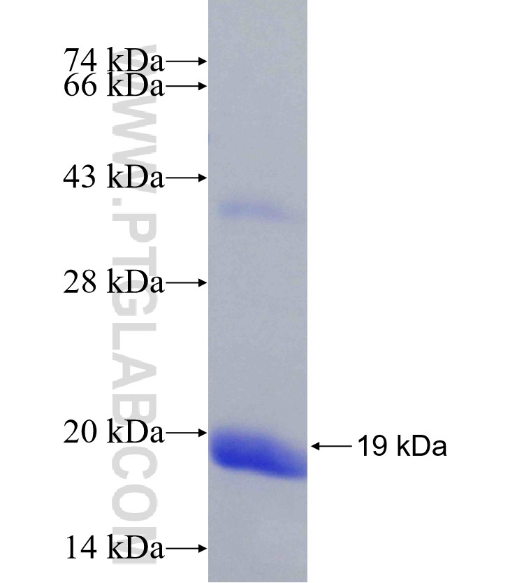 CRCP fusion protein Ag6177 SDS-PAGE