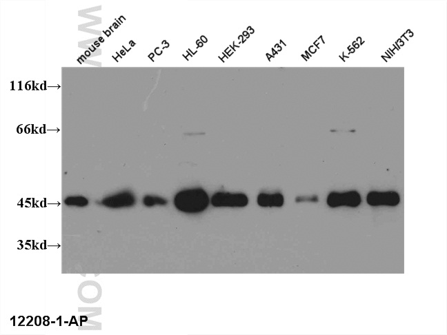 CREB1 Polyclonal antibody