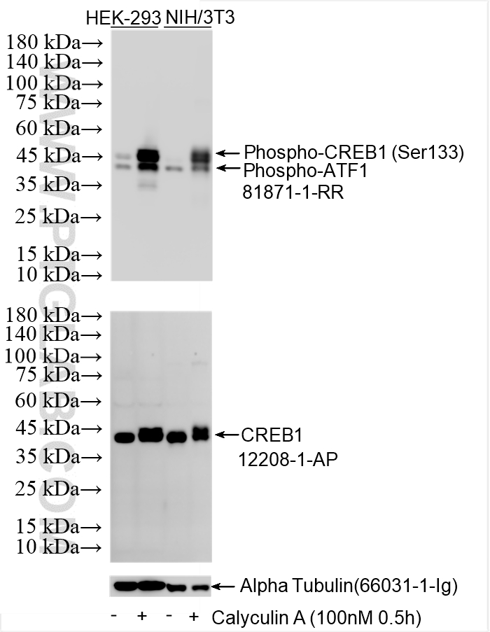 Various lysates were subjected to SDS PAGE followed by western blot with 12208-1-AP (CREB1 antibody) at dilution of 1:10000 incubated at room temperature for 1.5 hours. WB analysis using 12208-1-AP