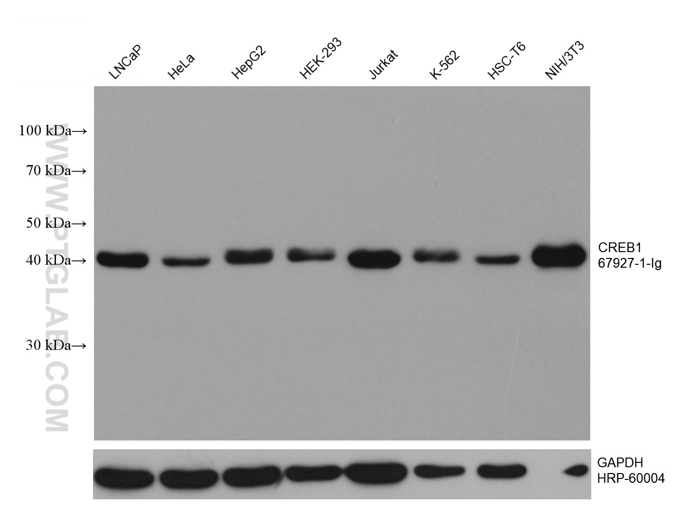 WB analysis using 67927-1-Ig