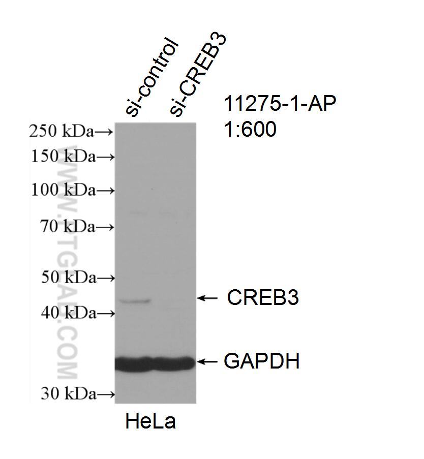 WB analysis of HeLa using 11275-1-AP