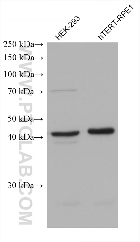 WB analysis using 68379-1-Ig