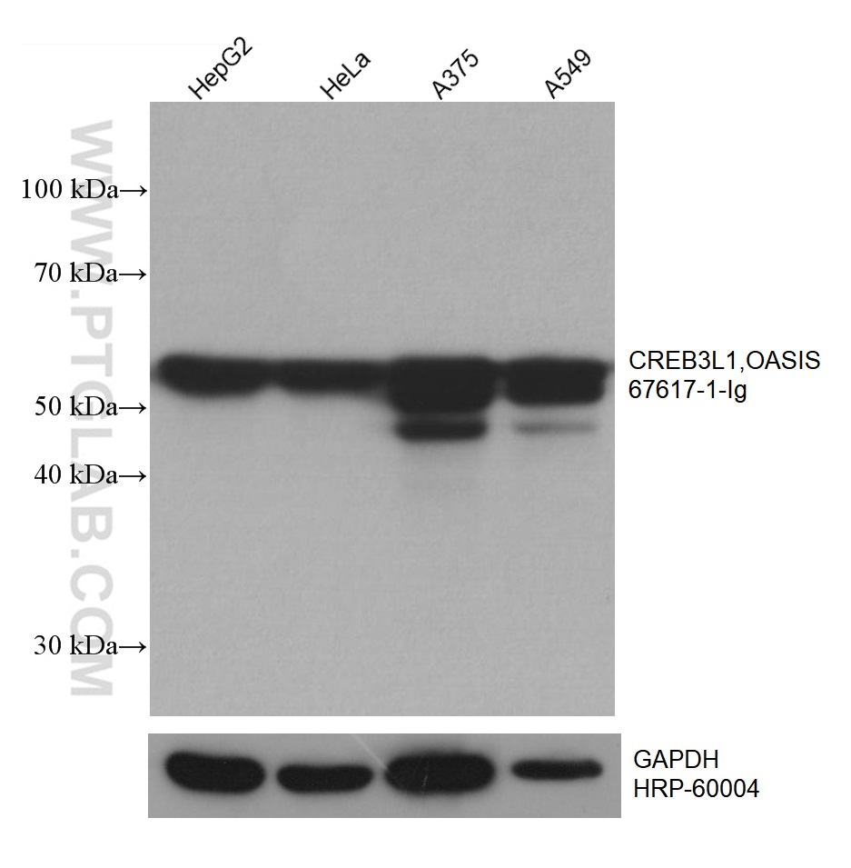 WB analysis using 67617-1-Ig