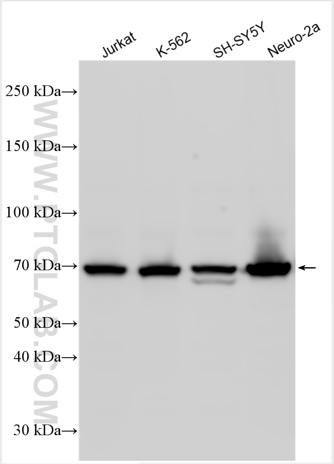 WB analysis using 14514-1-AP