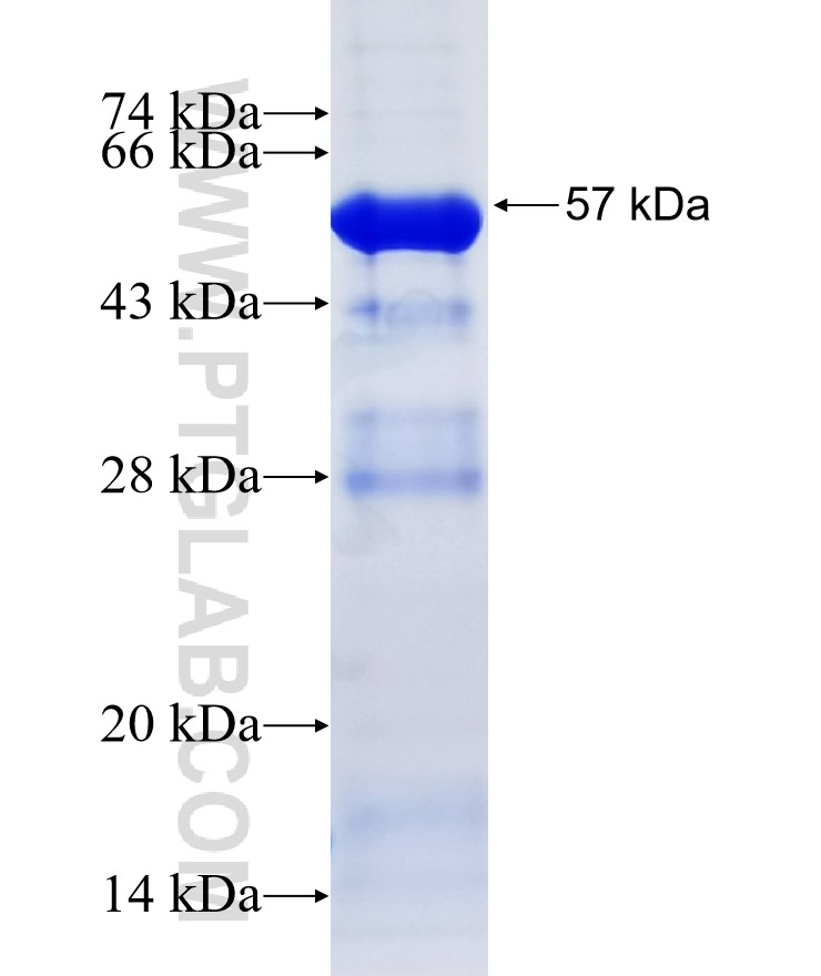 CREB3L3 fusion protein Ag16328 SDS-PAGE