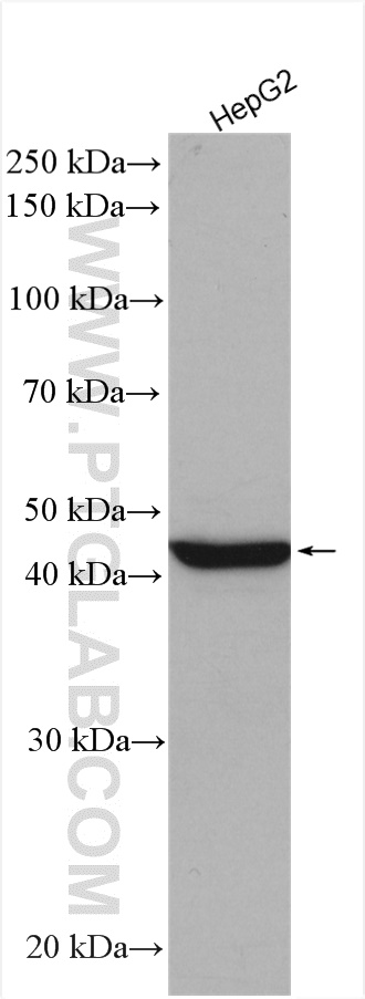 WB analysis using 13630-1-AP