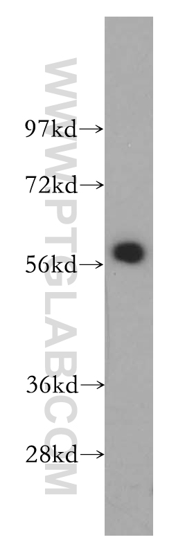 WB analysis of HepG2 using 14196-1-AP