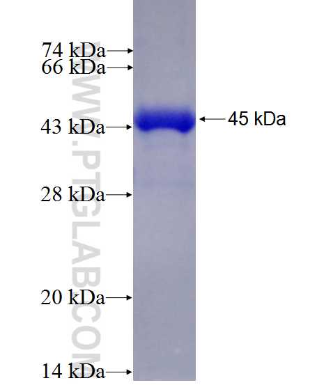CREBBP fusion protein Ag27489 SDS-PAGE CREBBP fusion protein Ag27489 SDS-PAGE