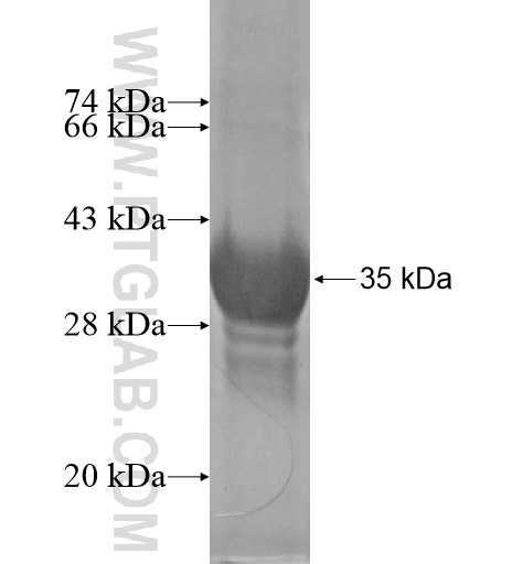 CREBZF fusion protein Ag13625 SDS-PAGE