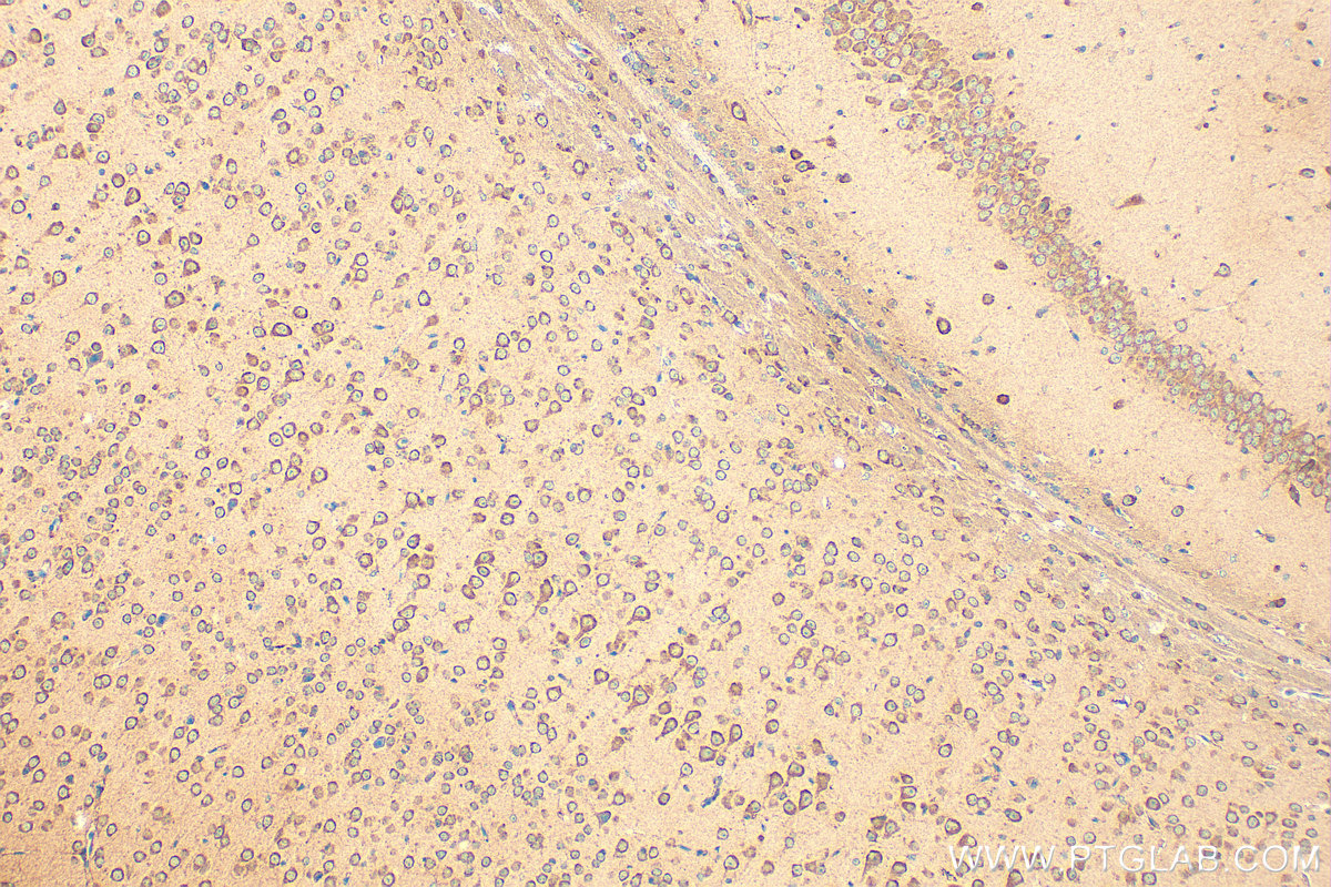 IHC staining of mouse brain using 28236-1-AP
