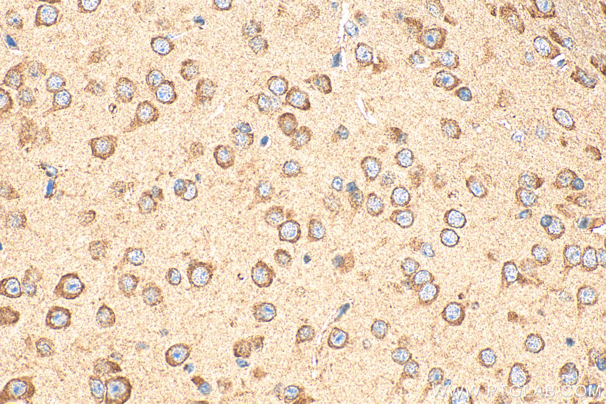 IHC staining of mouse brain using 28236-1-AP