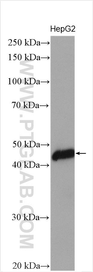 WB analysis of HepG2 using 29903-1-AP