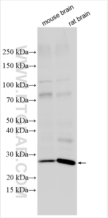 WB analysis using 26848-1-AP