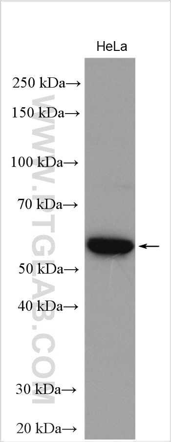 WB analysis of HeLa using 20967-1-AP