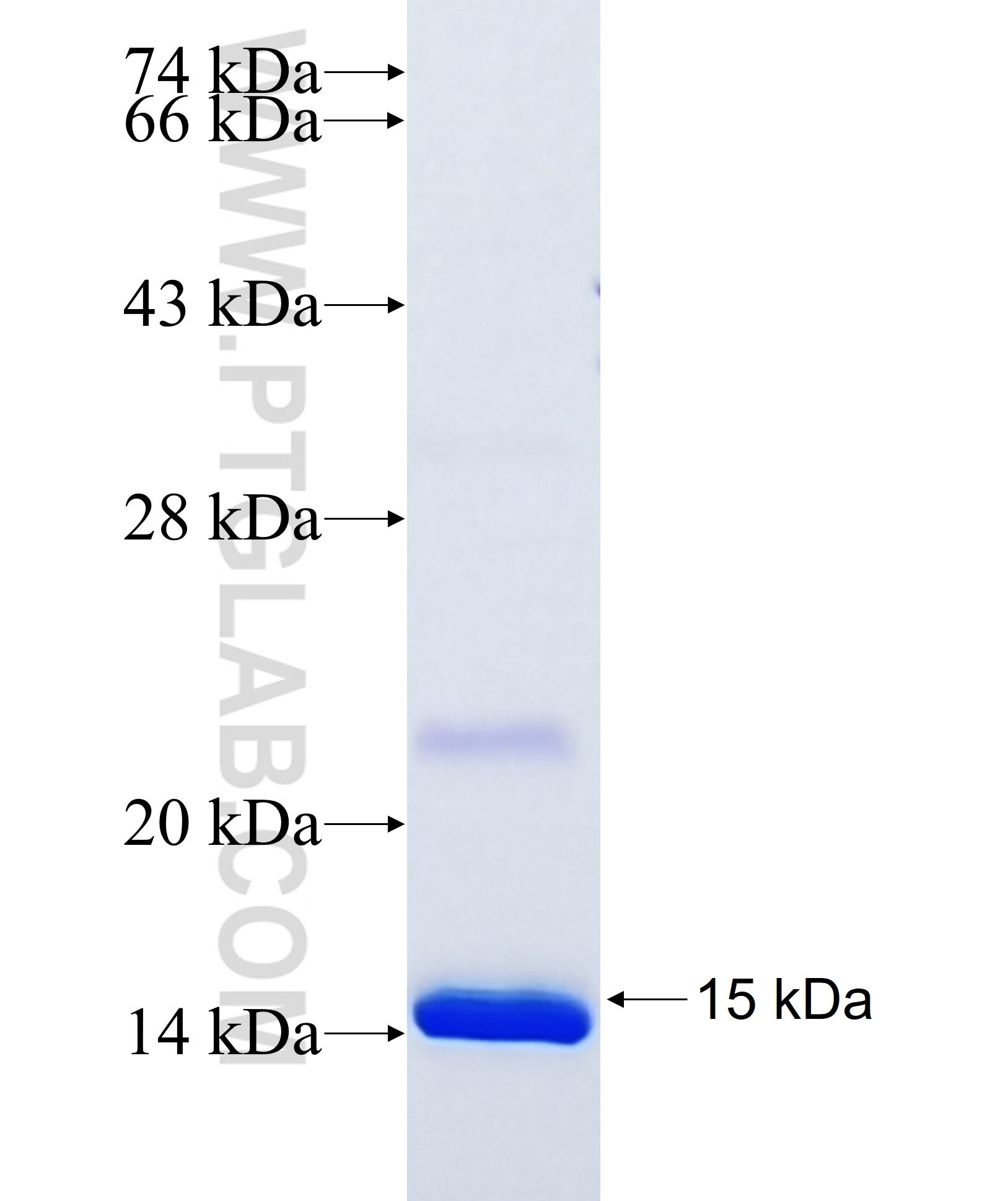 CRIP1 fusion protein Ag7955 SDS-PAGE CRIP1 fusion protein Ag7955 SDS-PAGE