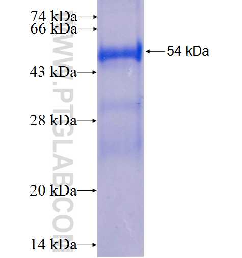 CRIP2 fusion protein Ag6515 SDS-PAGE