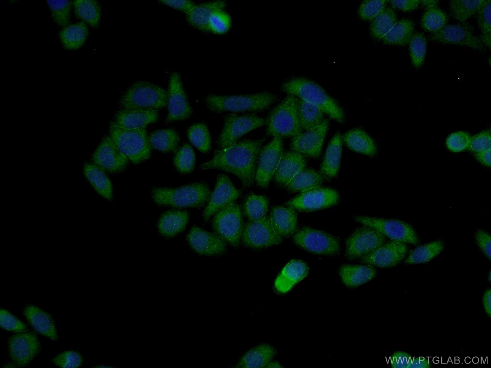 IF Staining of L02 using 11211-1-AP