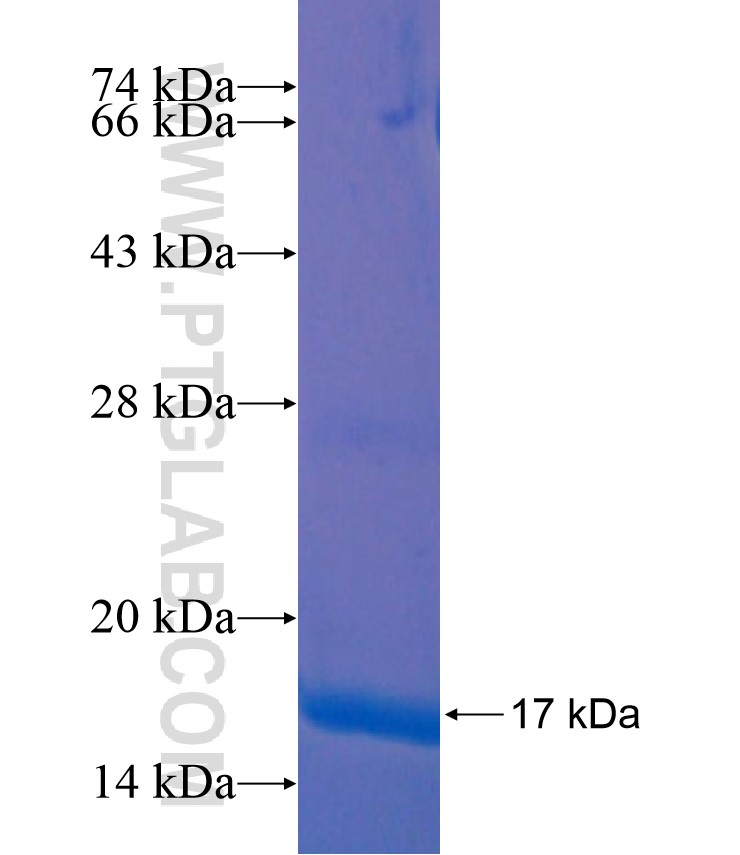 CRIPT fusion protein Ag17610 SDS-PAGE CRIPT fusion protein Ag17610 SDS-PAGE