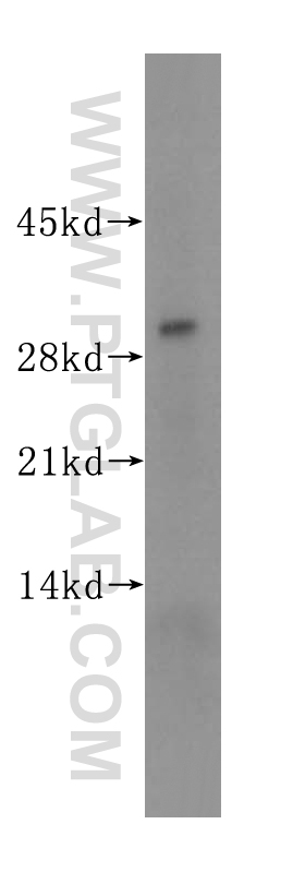 CRISP3 Polyclonal antibody