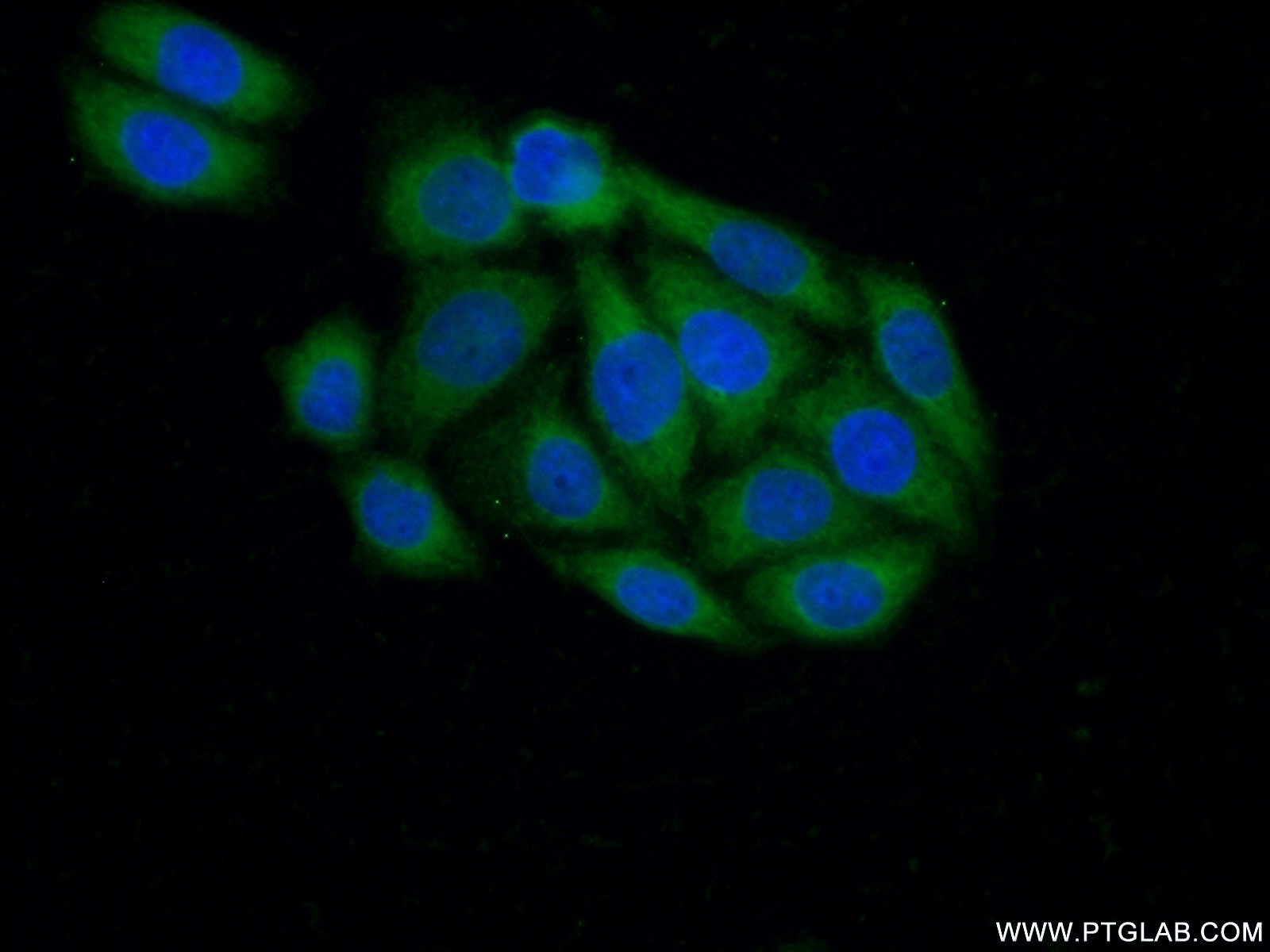 CRK Polyclonal antibody