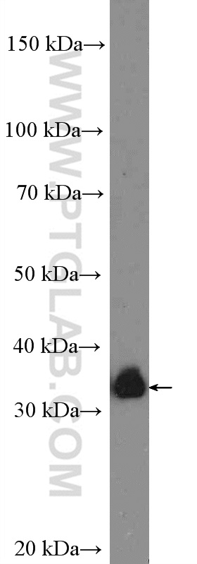 WB analysis of NIH/3T3 using 16685-1-AP