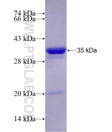 CRK fusion protein Ag28793 SDS-PAGE