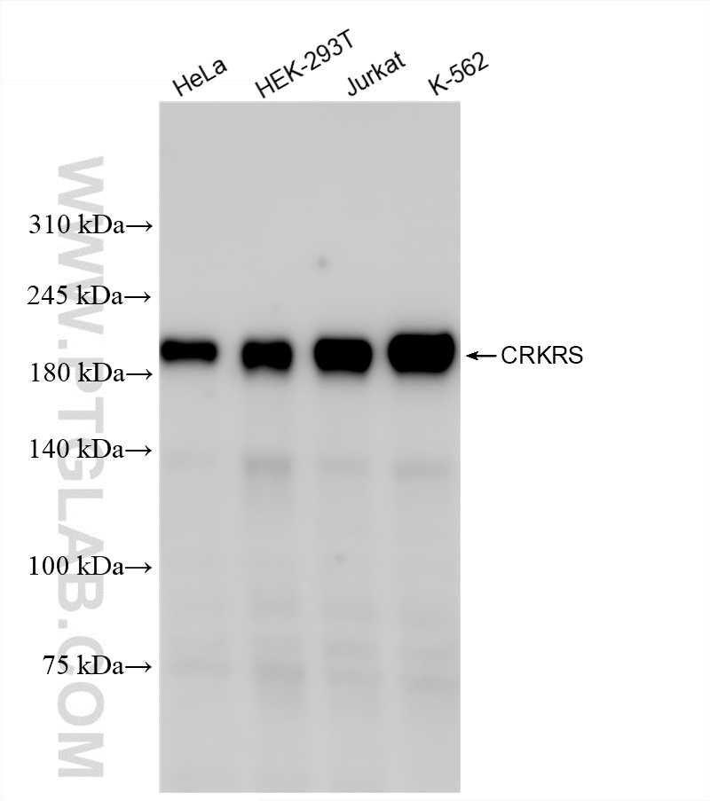 WB analysis using 86296-3-RR