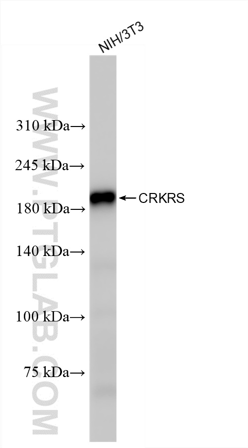 WB analysis of NIH/3T3 using 86296-3-RR