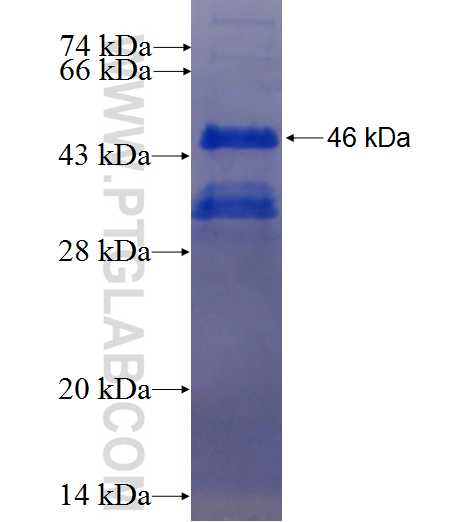 CRKRS fusion protein Ag25312 SDS-PAGE