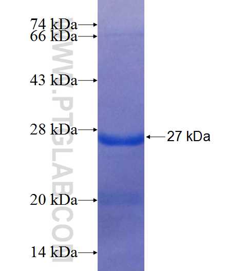 CRKRS fusion protein Ag25323 SDS-PAGE