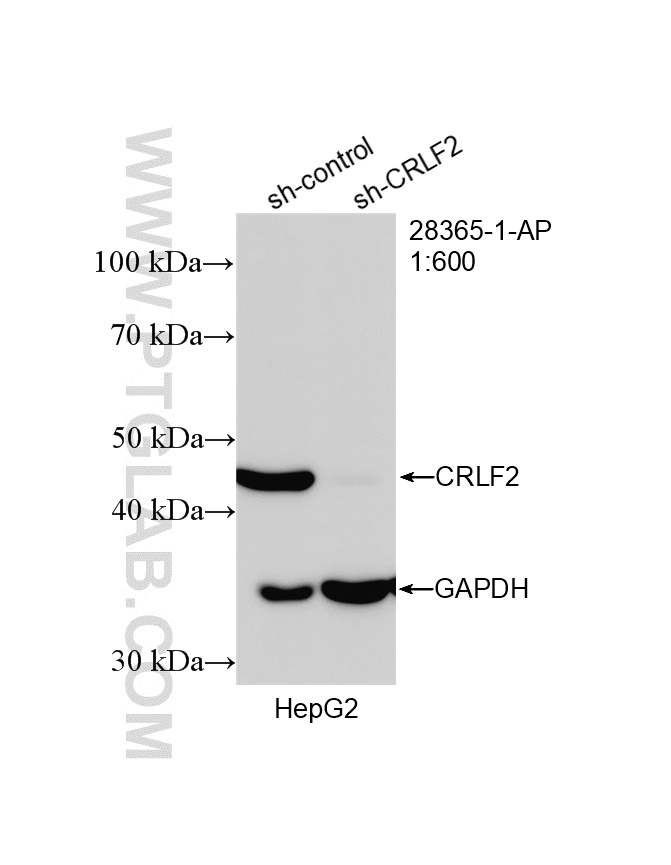 WB analysis of HepG2 using 28365-1-AP