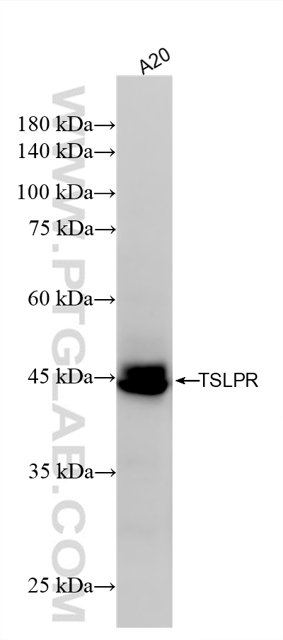 WB analysis of A20 using 87914-4-RR WB analysis of A20 using 87914-4-RR