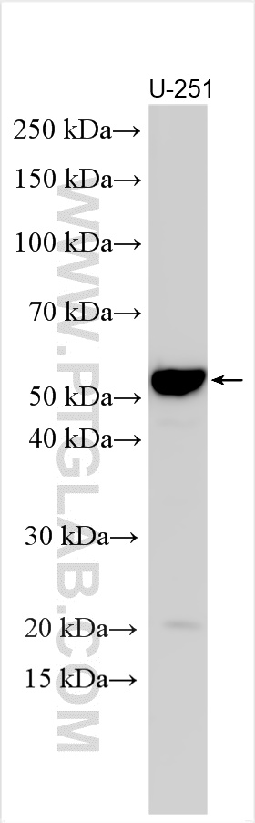 WB analysis using 11567-1-AP