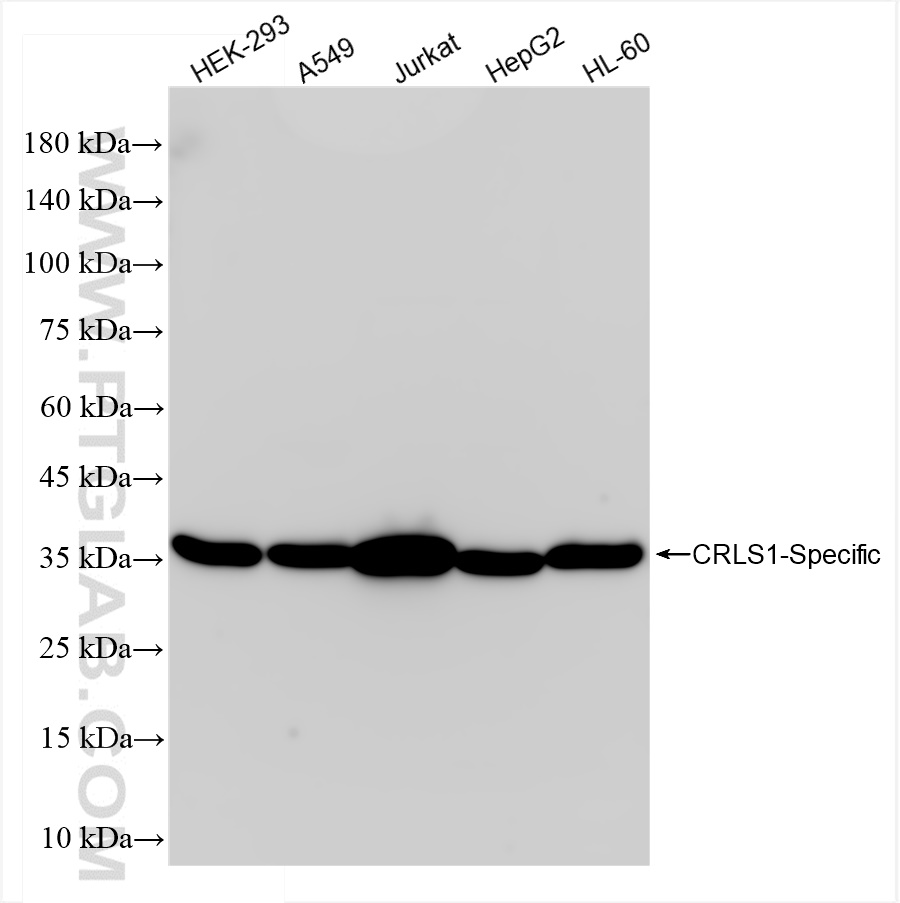 WB analysis using 84302-1-RR