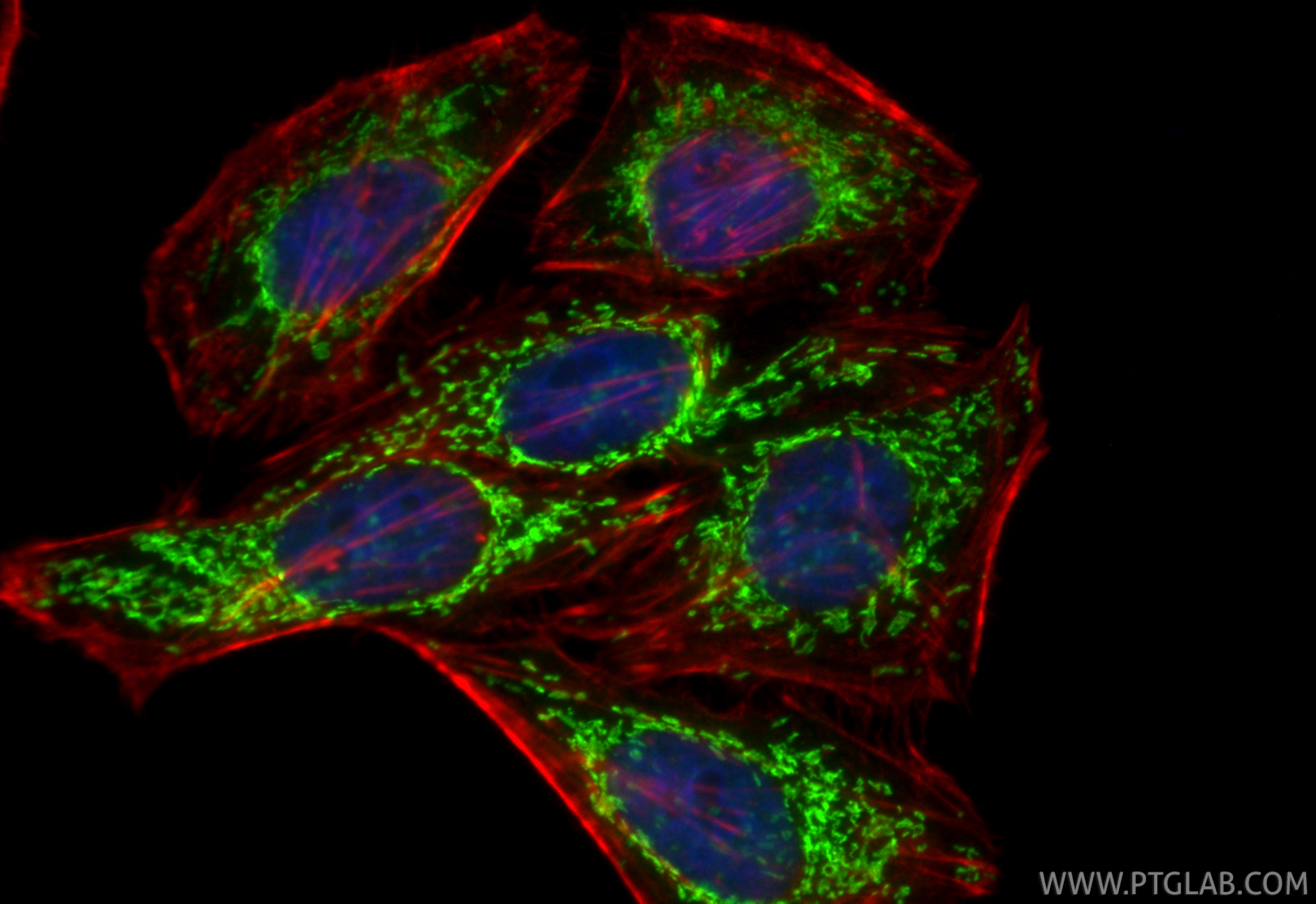IF Staining of HepG2 using CL488-84302-2