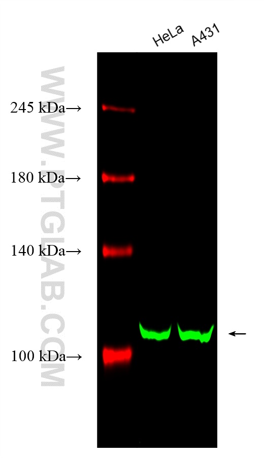 WB analysis using CL488-66763