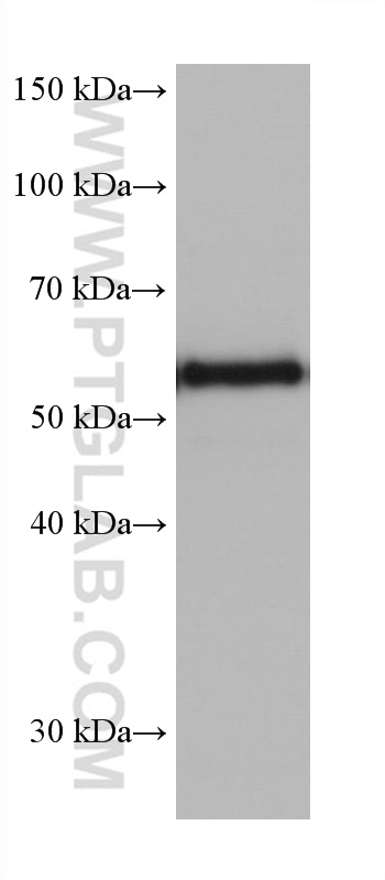 WB analysis of rat cerebellum using 68272-1-Ig