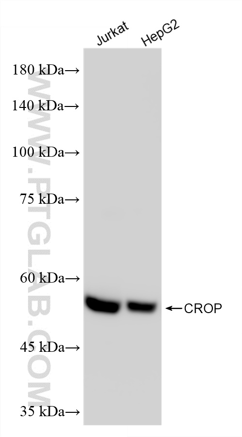 WB analysis using 86690-1-RR WB analysis using 86690-1-RR