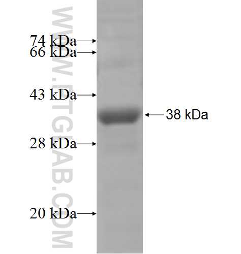 CROT fusion protein Ag5295 SDS-PAGE