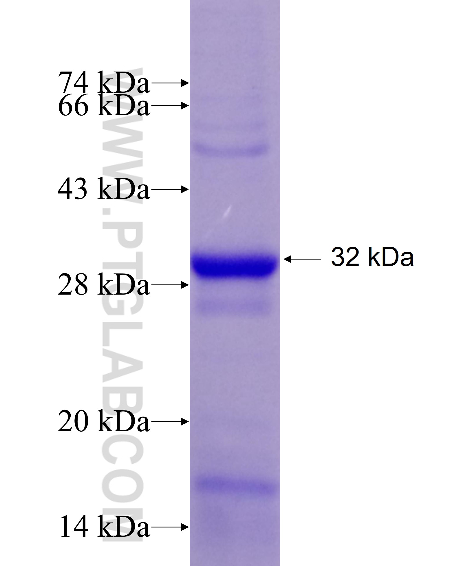 CROT fusion protein Ag5295 SDS-PAGE