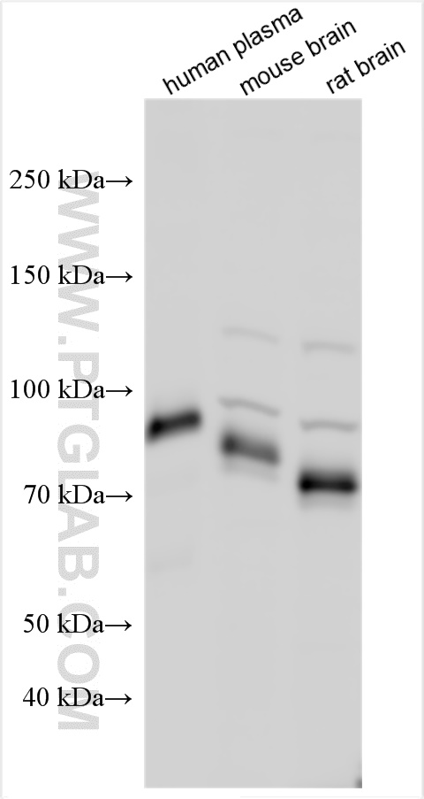 WB analysis using 30251-1-AP