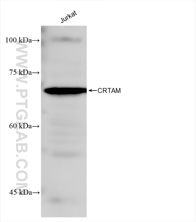 WB analysis using 84068-4-RR (same clone as 84068-4-PBS)
