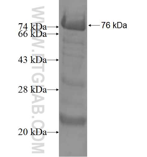 CRTAM fusion protein Ag9956 SDS-PAGE