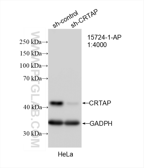 WB analysis of HeLa using 15724-1-AP