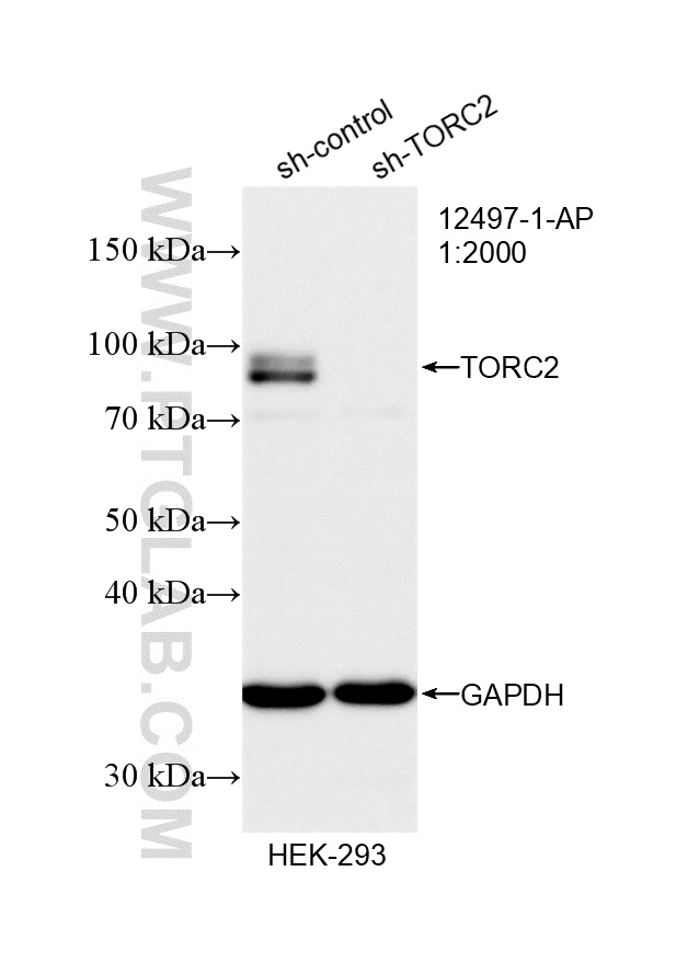 WB analysis of HEK-293 using 12497-1-AP