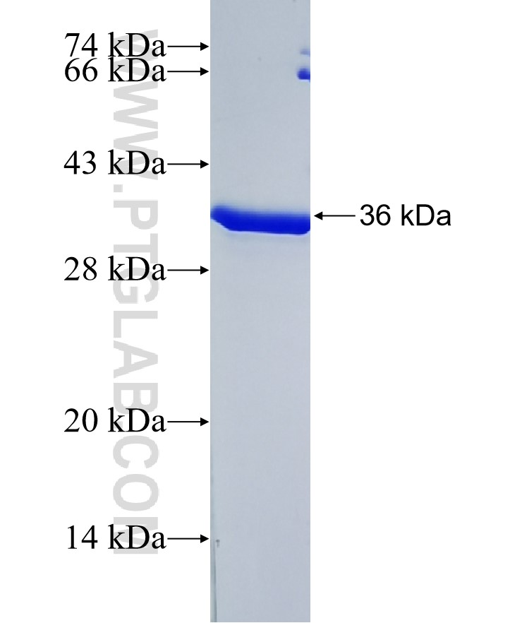 CRY2 fusion protein Ag37978 SDS-PAGE CRY2 fusion protein Ag37978 SDS-PAGE
