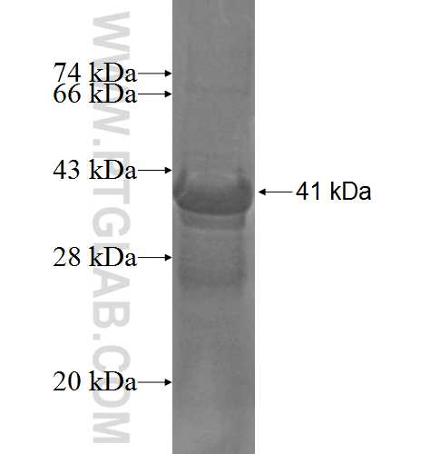 CRY2 fusion protein Ag5085 SDS-PAGE