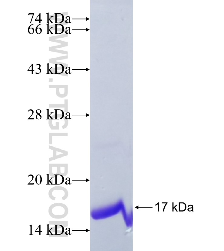 CRYAA fusion protein Ag35019 SDS-PAGE