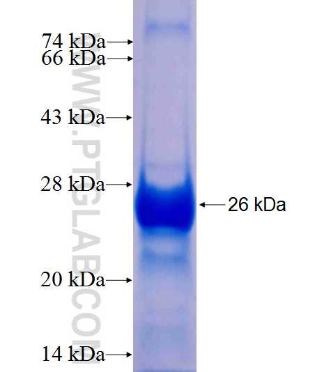 aB-Crystallin fusion protein Ag8656 SDS-PAGE